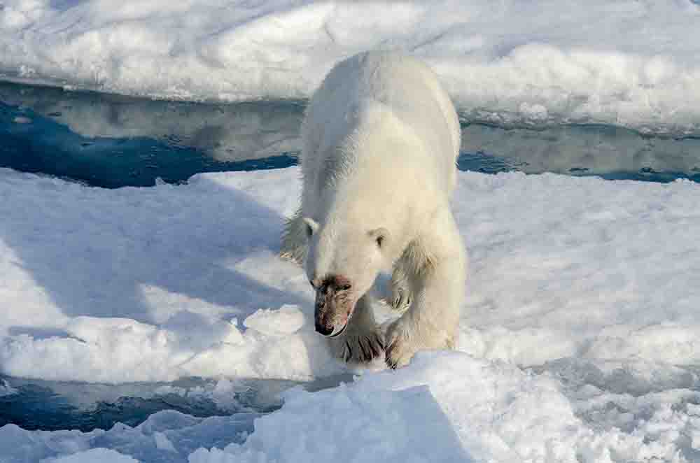 Oso Polar - islas Svalbard - Noruega 18.jpg